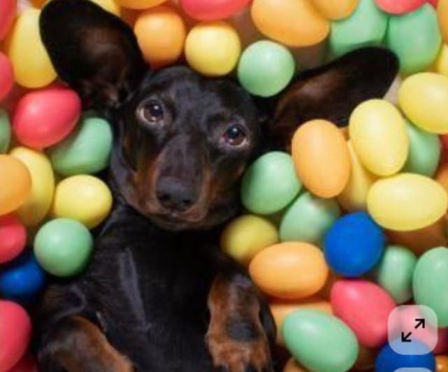 Doggy Easter Hunt